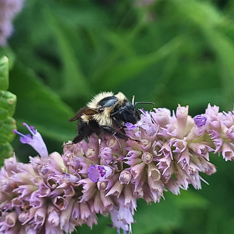 Bumble bee on flower Photo 2.jpg